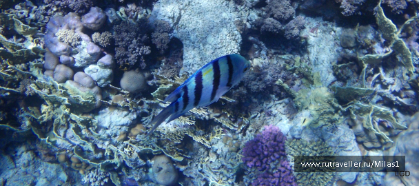 photo 1425313