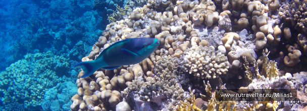 photo 1425320