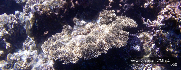 photo 1425349