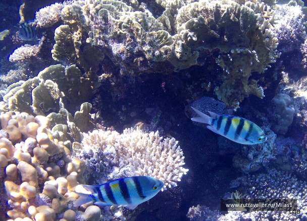 photo 1425351