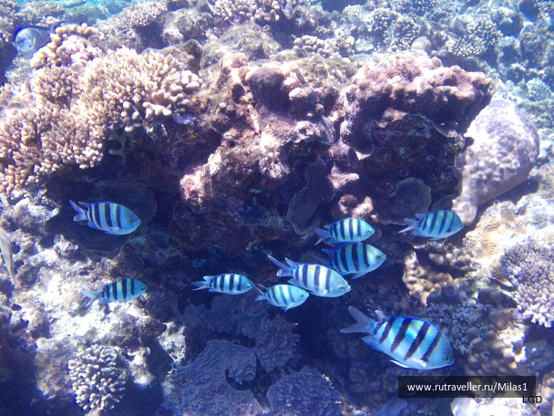 photo 1425353
