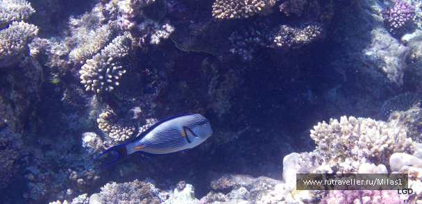 photo 1425358