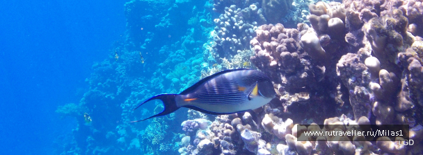 photo 1425367