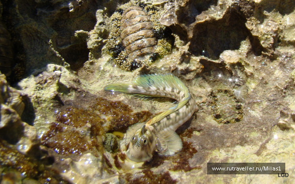 photo 1425370