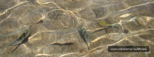 photo 1425372