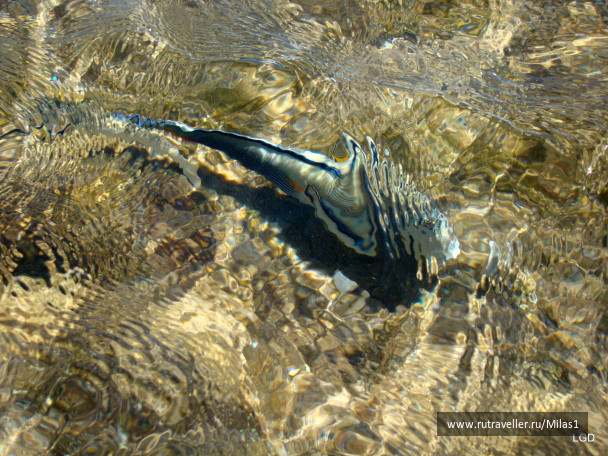 photo 1425379