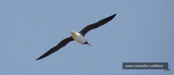 photo 1425392