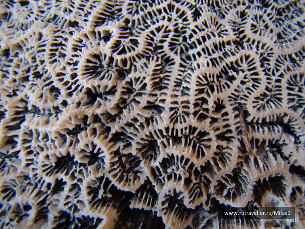 photo 1425418
