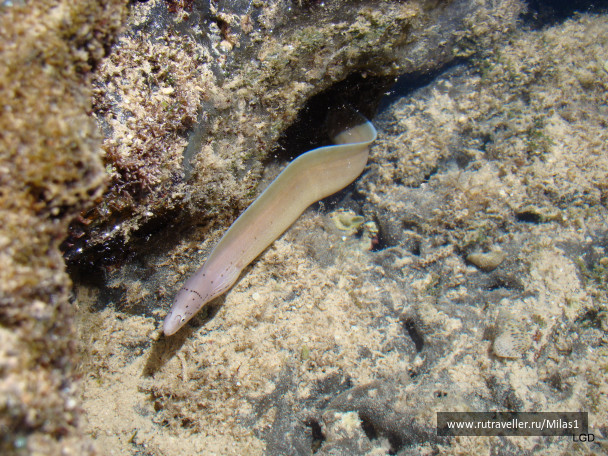 photo 1425423