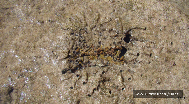 photo 1425439