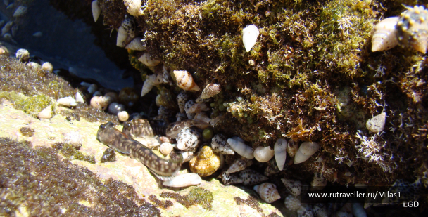 photo 1425442