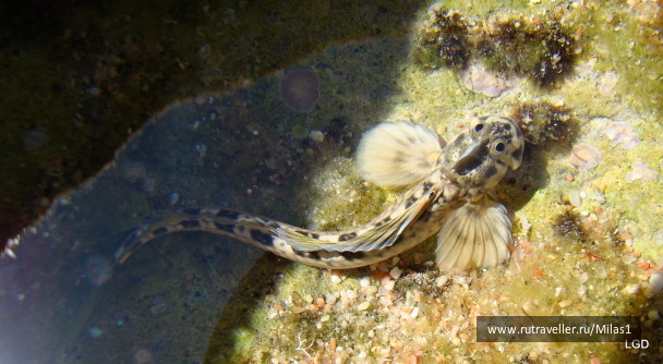 photo 1425444