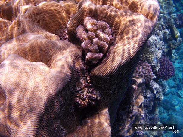 photo 1425553
