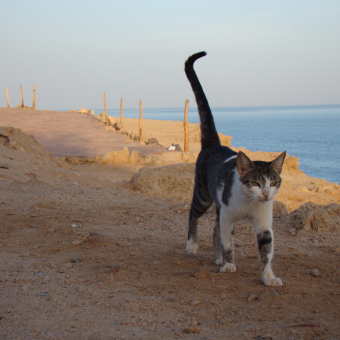 Кошки Шарм-Эль-Шейха. Апрель 2013 г.