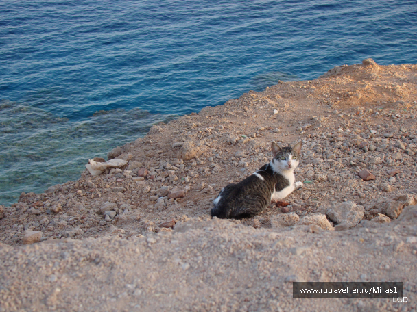 photo 1425460