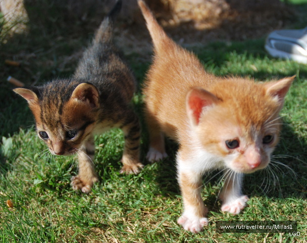 photo 1425463