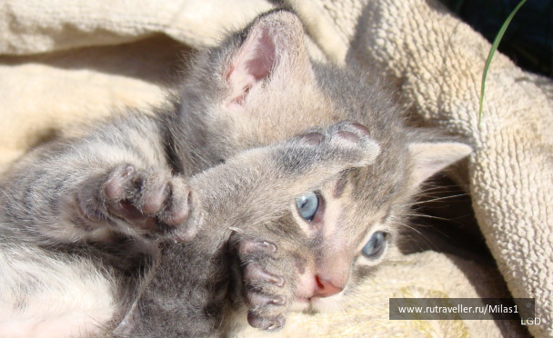 photo 1425464
