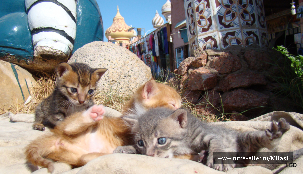 photo 1425466