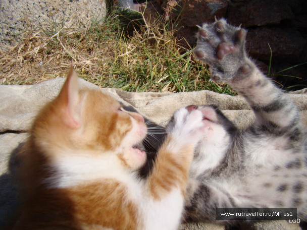 photo 1425467