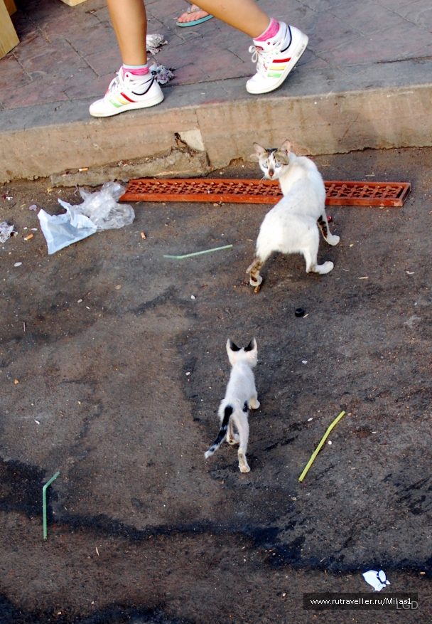 photo 1425473