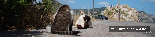 photo 1426483