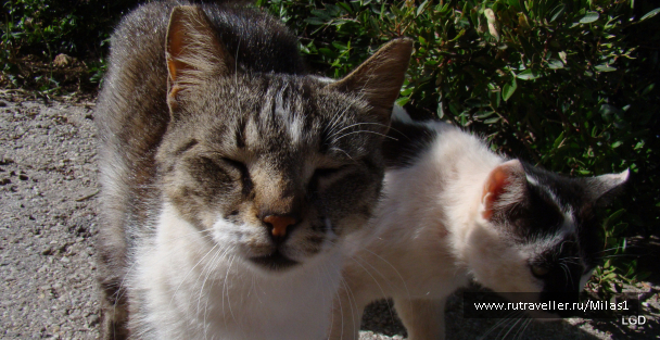 photo 1426489