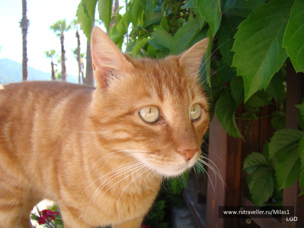 photo 1426508