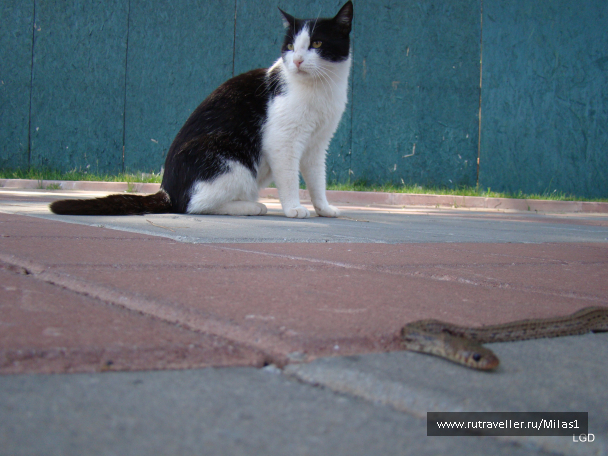 photo 1426514