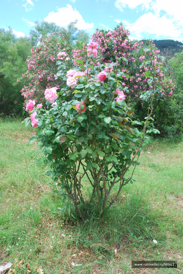 photo 1426532
