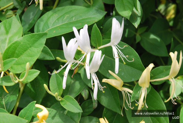 photo 1426535