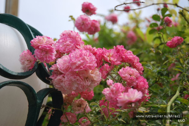 photo 1426684