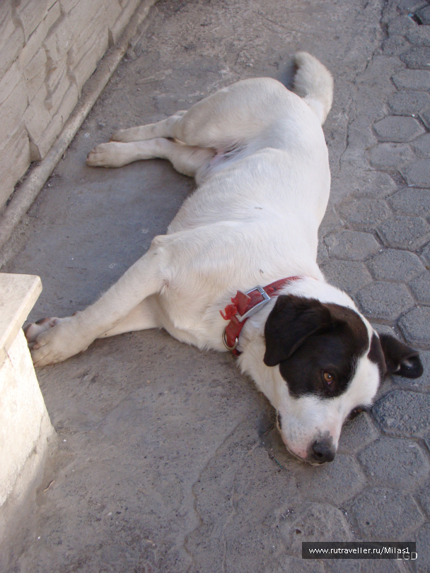 photo 1426930