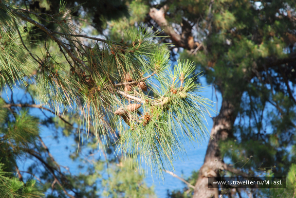 photo 1428880