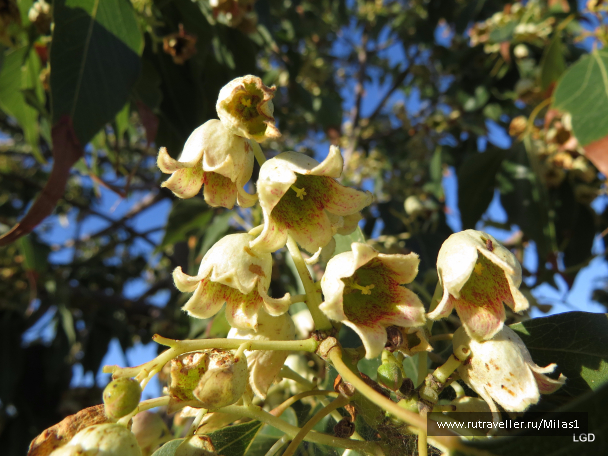 photo 1431014