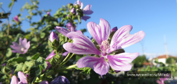 photo 1431015