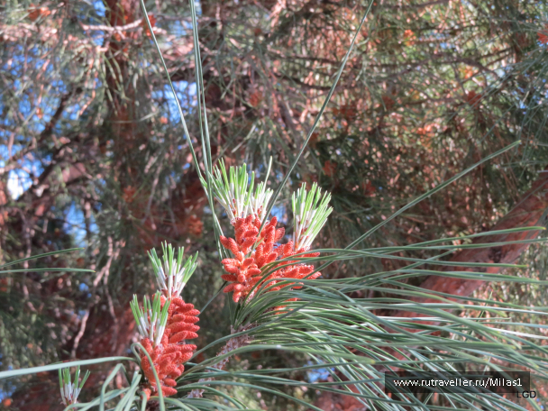 photo 1431017