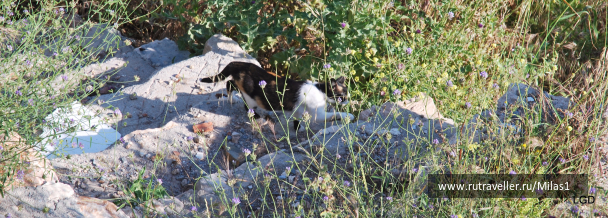 photo 1431173