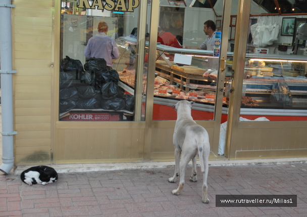photo 1433499