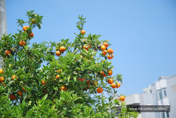 photo 1433526