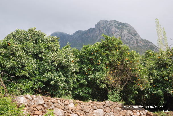 photo 1476185