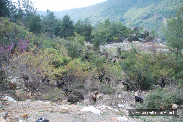 photo 1476186