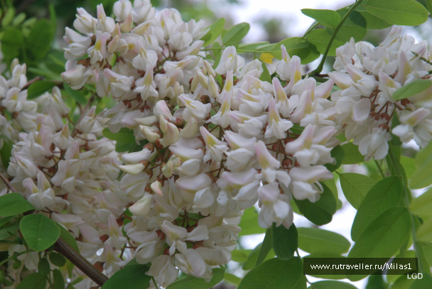 photo 1476226