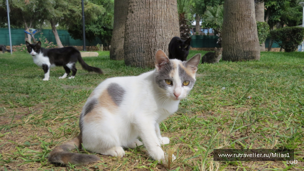 photo 1563474
