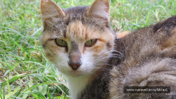 photo 1563482