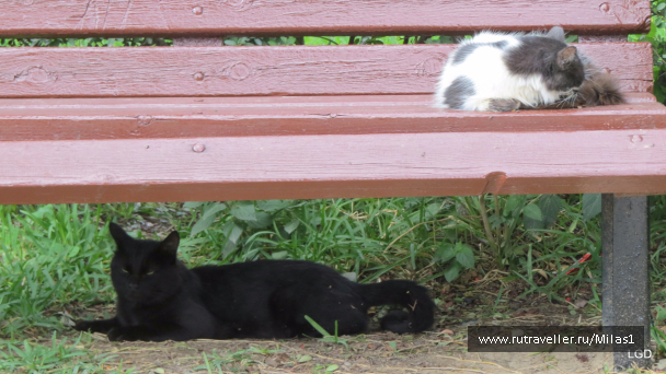 photo 1563487