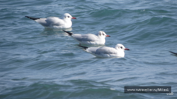 photo 1589304