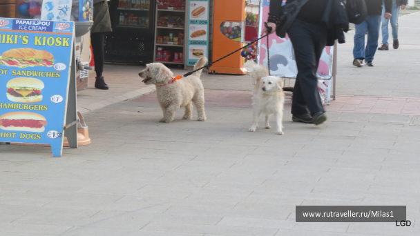photo 1589322