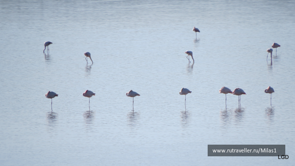 photo 1589366