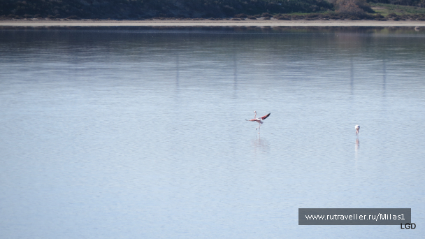 photo 1589371