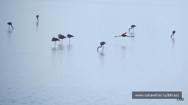 photo 1589372